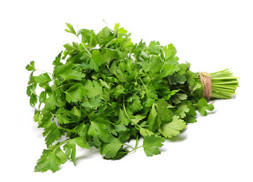 Fresh - Coriander/Cilantro 24 ct