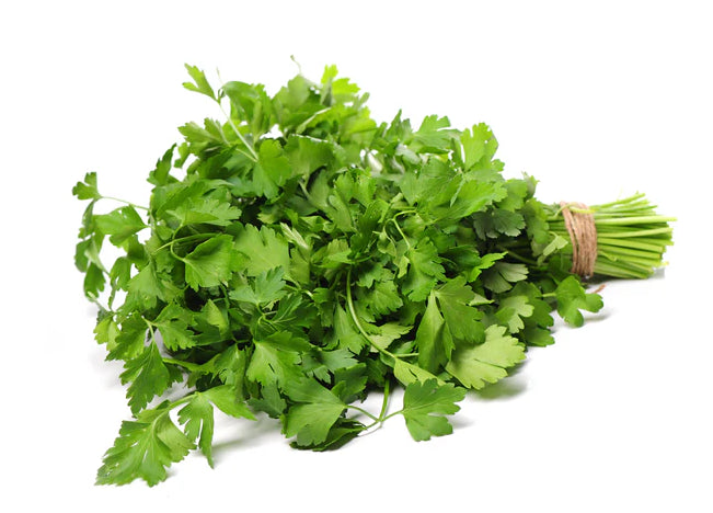 Fresh - Coriander/Cilantro 24 ct