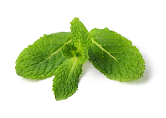 Fresh - Mint